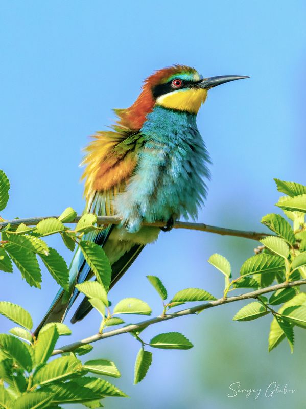 щурка, птицы, пернатые Щурка золотистая фото превью