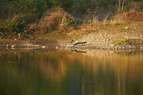 Reflection Of Jungle