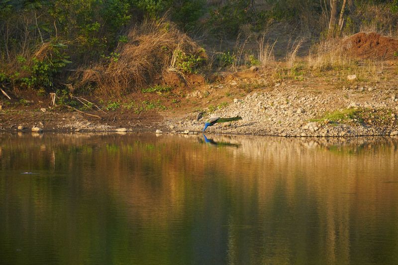 jungle , Peacock  Reflection Of Jungle фото превью