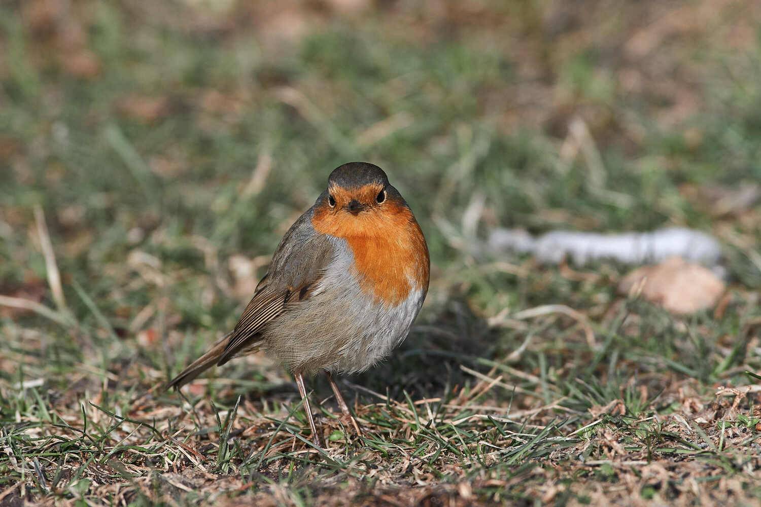 Erithacus rubecula, bird, birds, birdswatching, volgograd, russia, , Сторчилов Павел