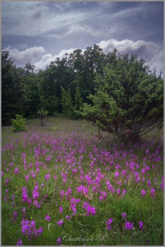 крым, весна, цветы,  фото превью