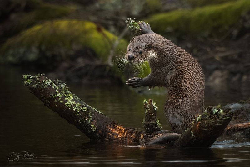 выдра, речная выдра, красный бор, беларусь, животные. А рыба то где!? фото превью