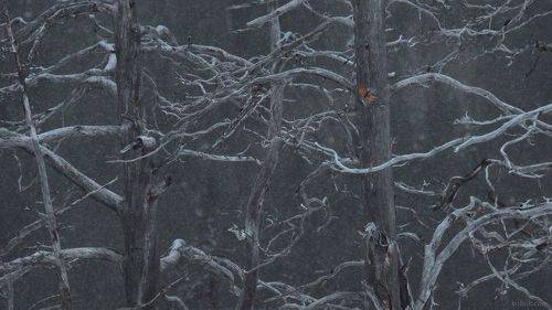 Деревья из прошлой зимы