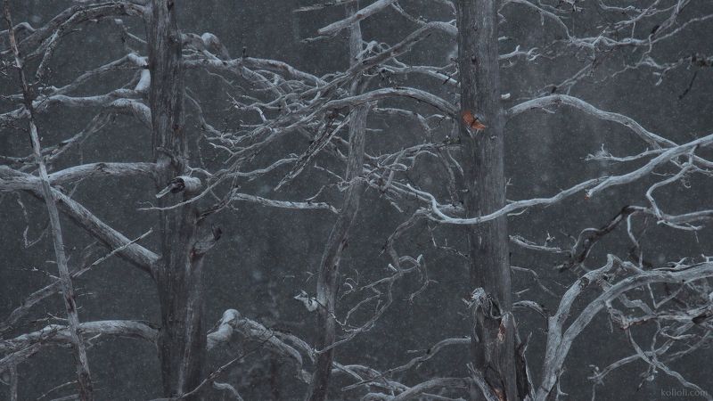 деревья, ветви, узоры, лес, зима Деревья из прошлой зимы фото превью