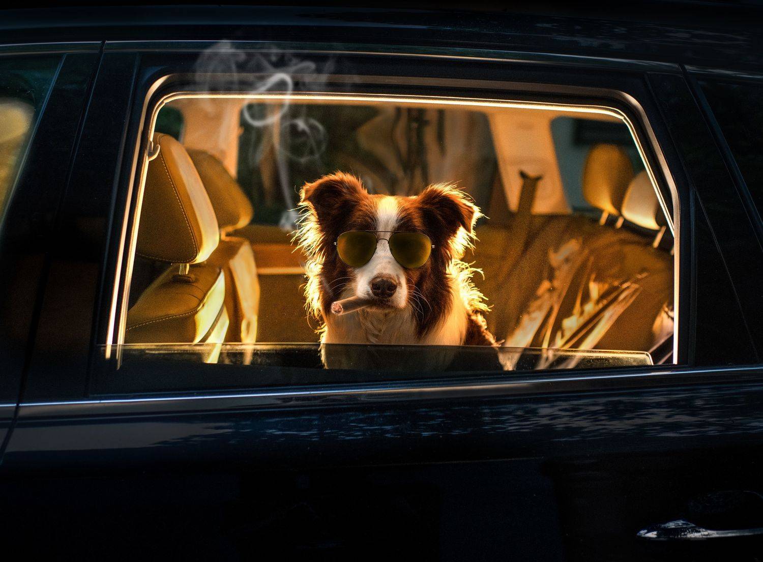 狗 宠物, 宠物摄影师狗哥