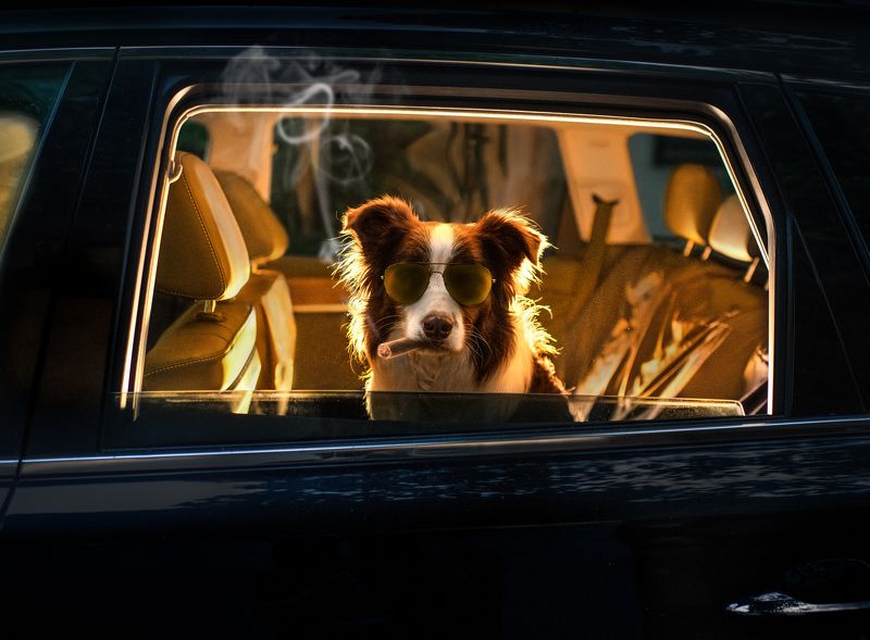 狗 宠物 大佬驾到 фото превью