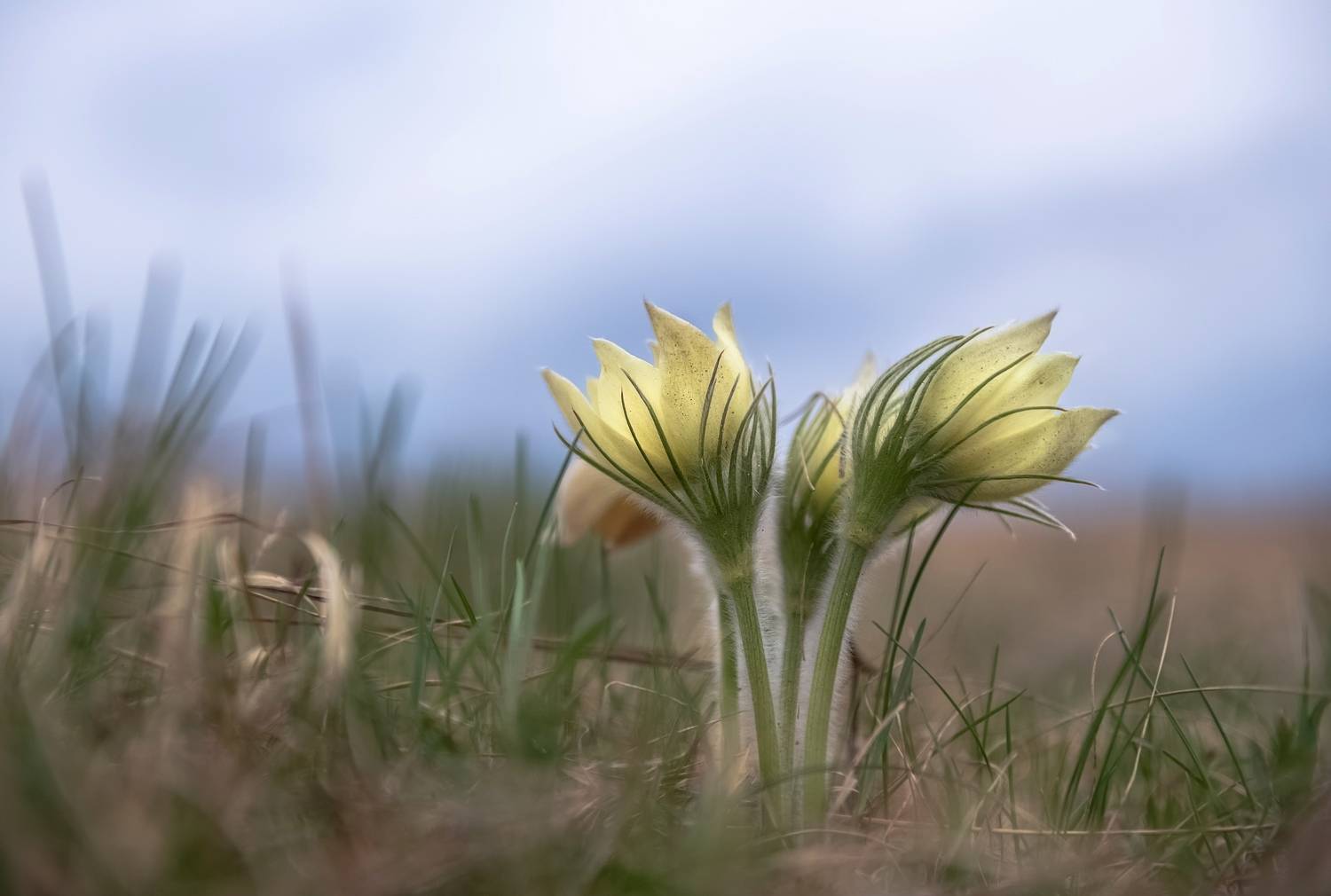 сибирь, весна, первоцветы, Фомина Марина