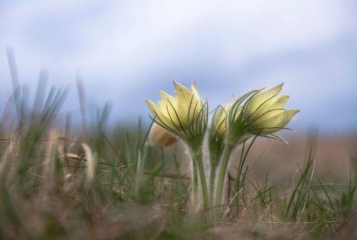 Запоздалая весна