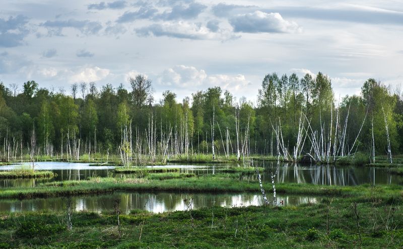 Болото в подмосковье фото превью