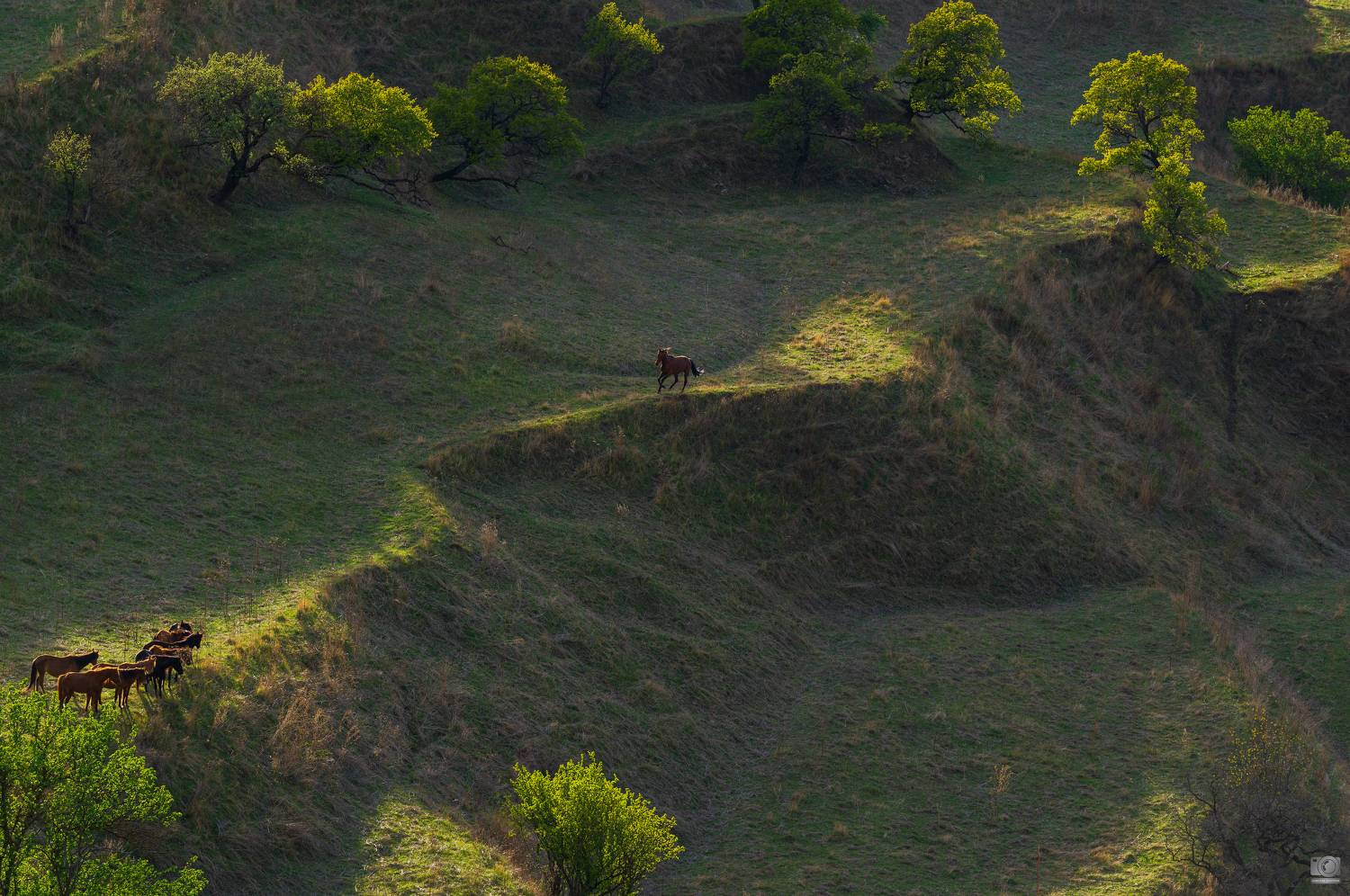 Дагестан, Ковалев Дмитрий