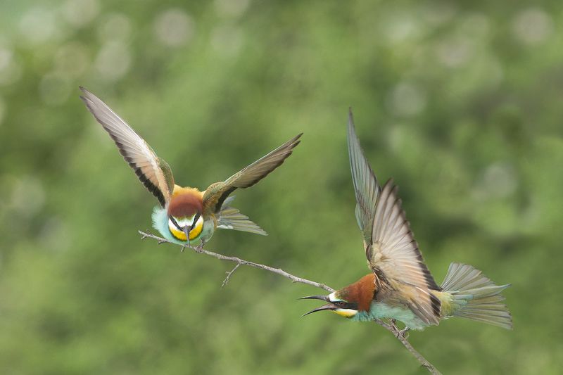 Щурки фото превью