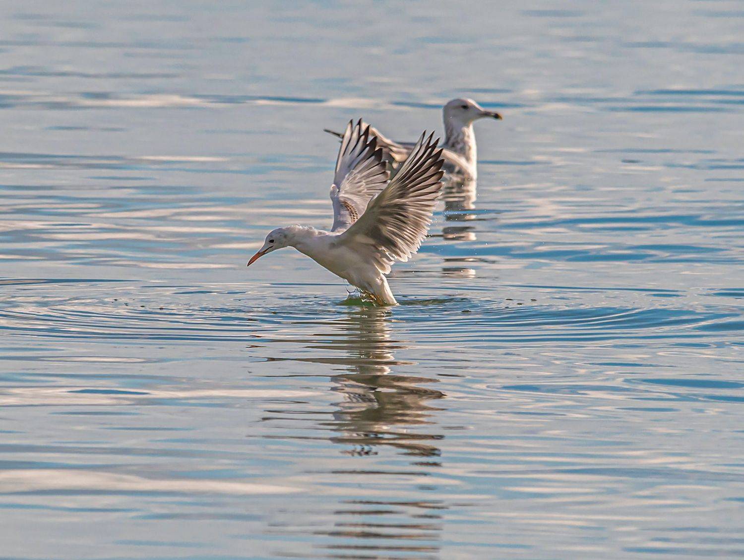 крым, казантипский заповедник, птицы, морской голубок, Савчук Сергей