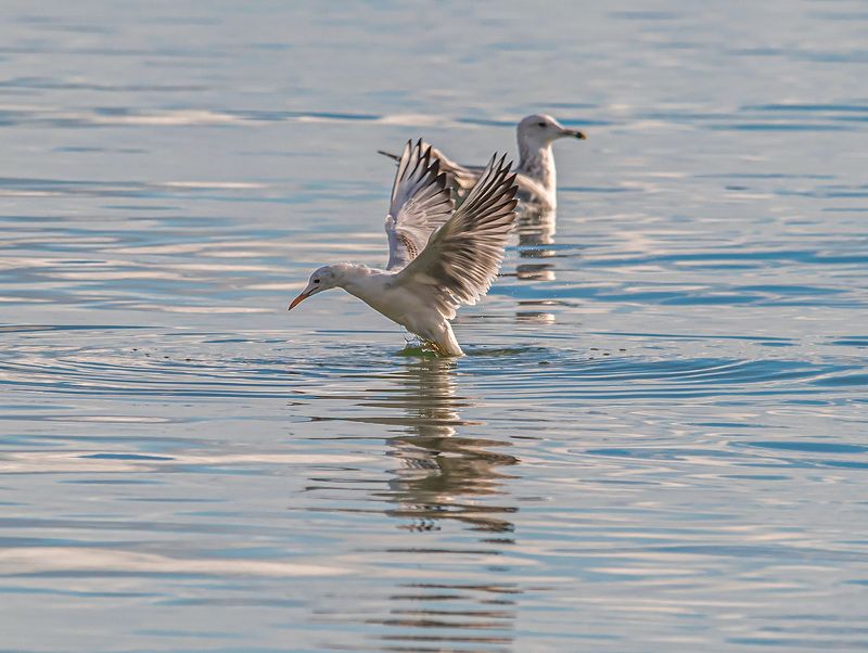 крым, казантипский заповедник, птицы, морской голубок Морской голубок фото превью