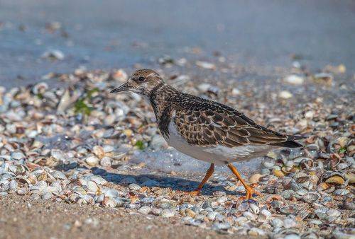 Камнешарка