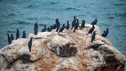 Бакланий камень