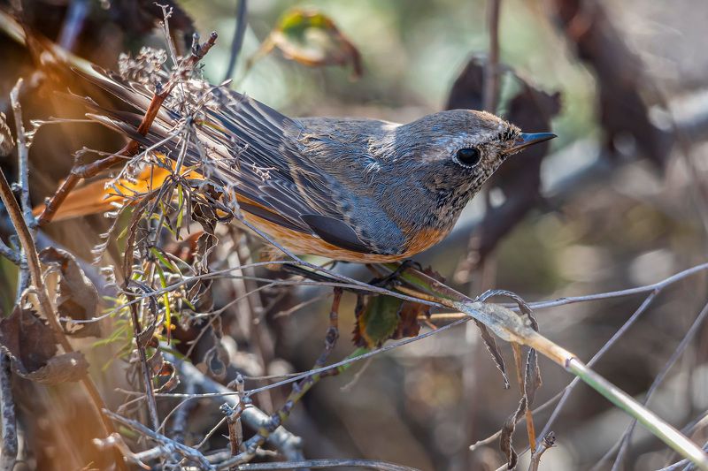 крым, казантипский заповедник, птицы, горихвостка Молодая горихвостка фото превью