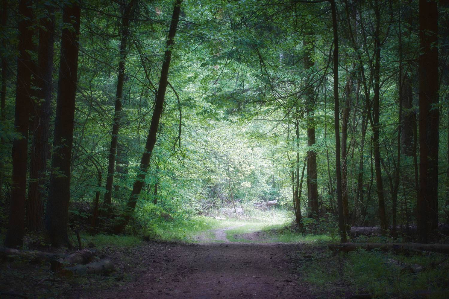 лес, свет, деревья, пейзаж, Валерий Вождаев