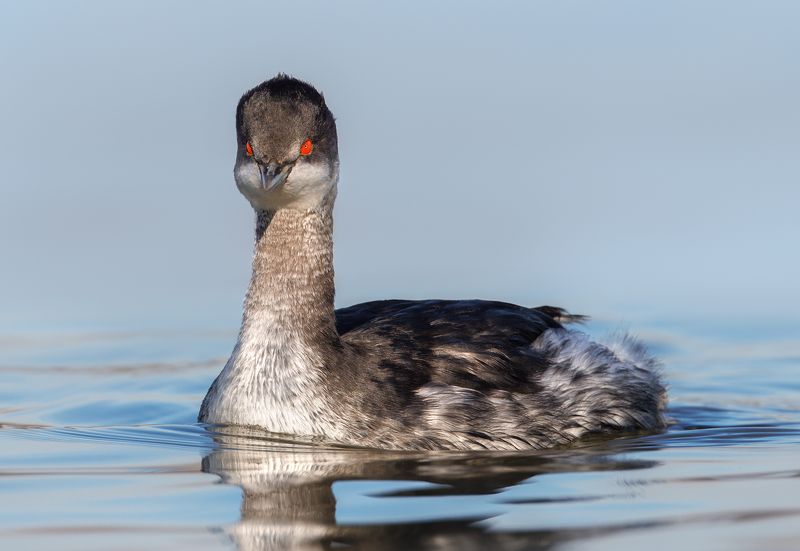 Eared Grebe фото превью