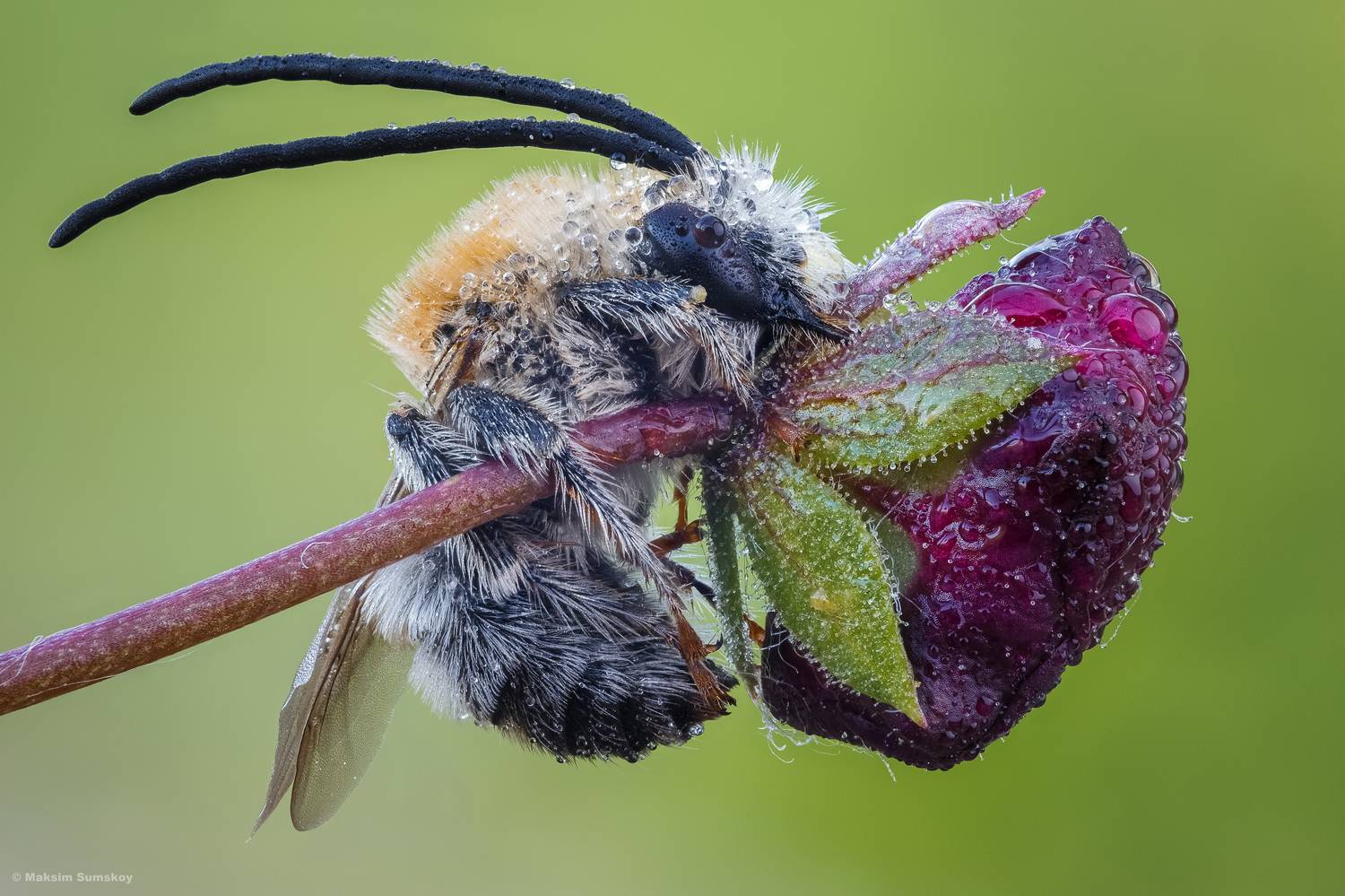 , Максим Сумской