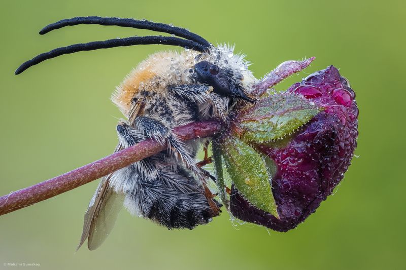 Соня фото превью