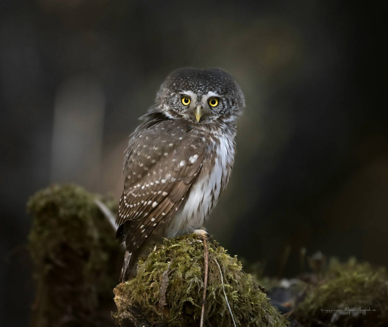 воробьиный сыч, сыч воробей, лесной хищник, маленькая сова, Юрий Андреев