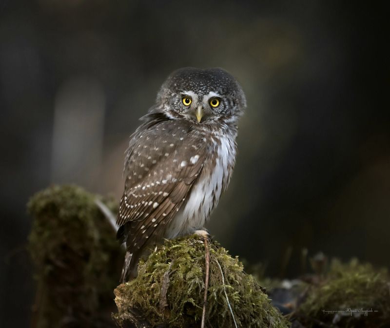 воробьиный сыч, сыч воробей, лесной хищник, маленькая сова Воробьиный сыч фото превью