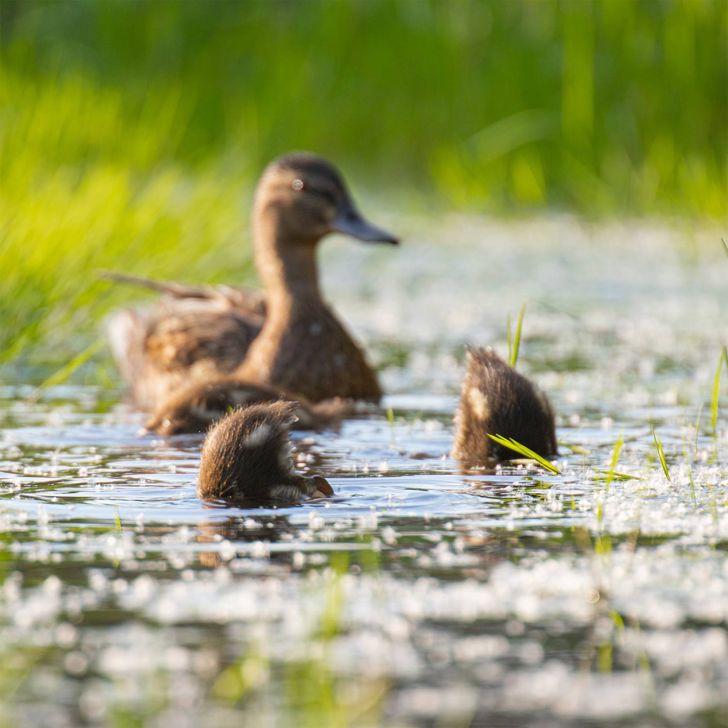 , Чудинин Дмитрий