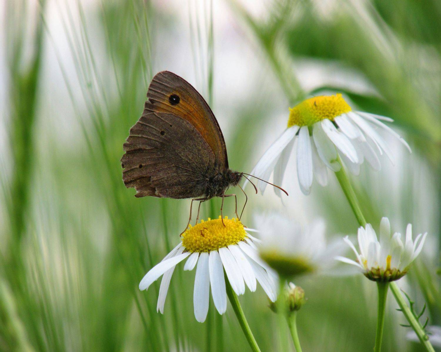 , Светлана Кондрашова