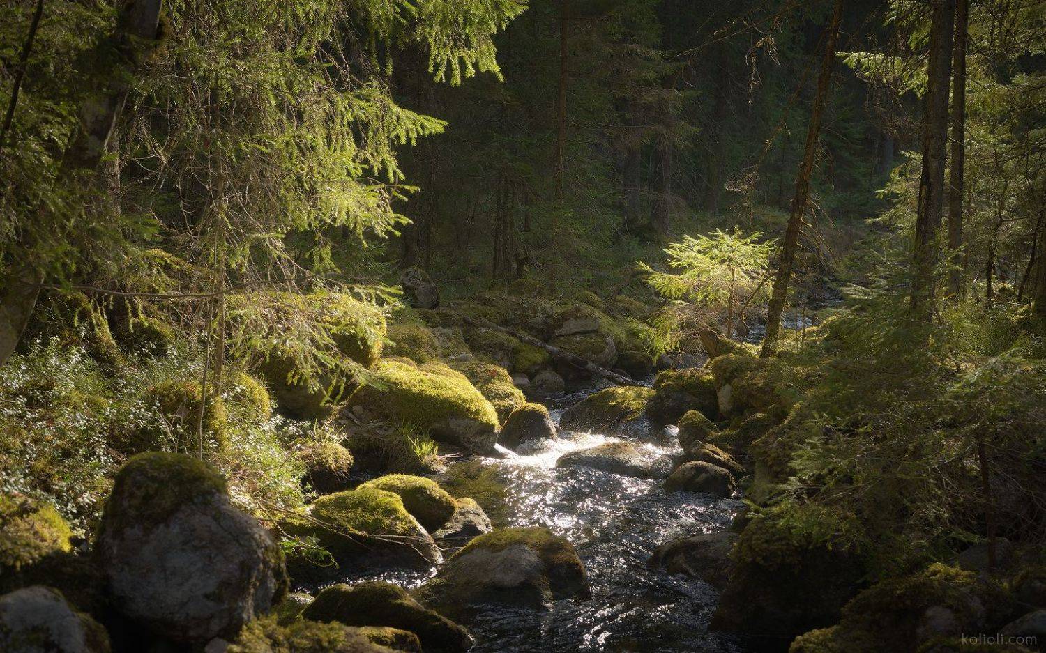 карельский перешеек, в лесах под выборгом, каменногорск, зелёный лес, ручей, волшебство, дремучий лес, Степаненко Ольга