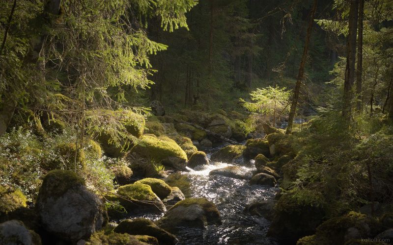 карельский перешеек, в лесах под выборгом, каменногорск, зелёный лес, ручей, волшебство, дремучий лес Каменный ручей фото превью