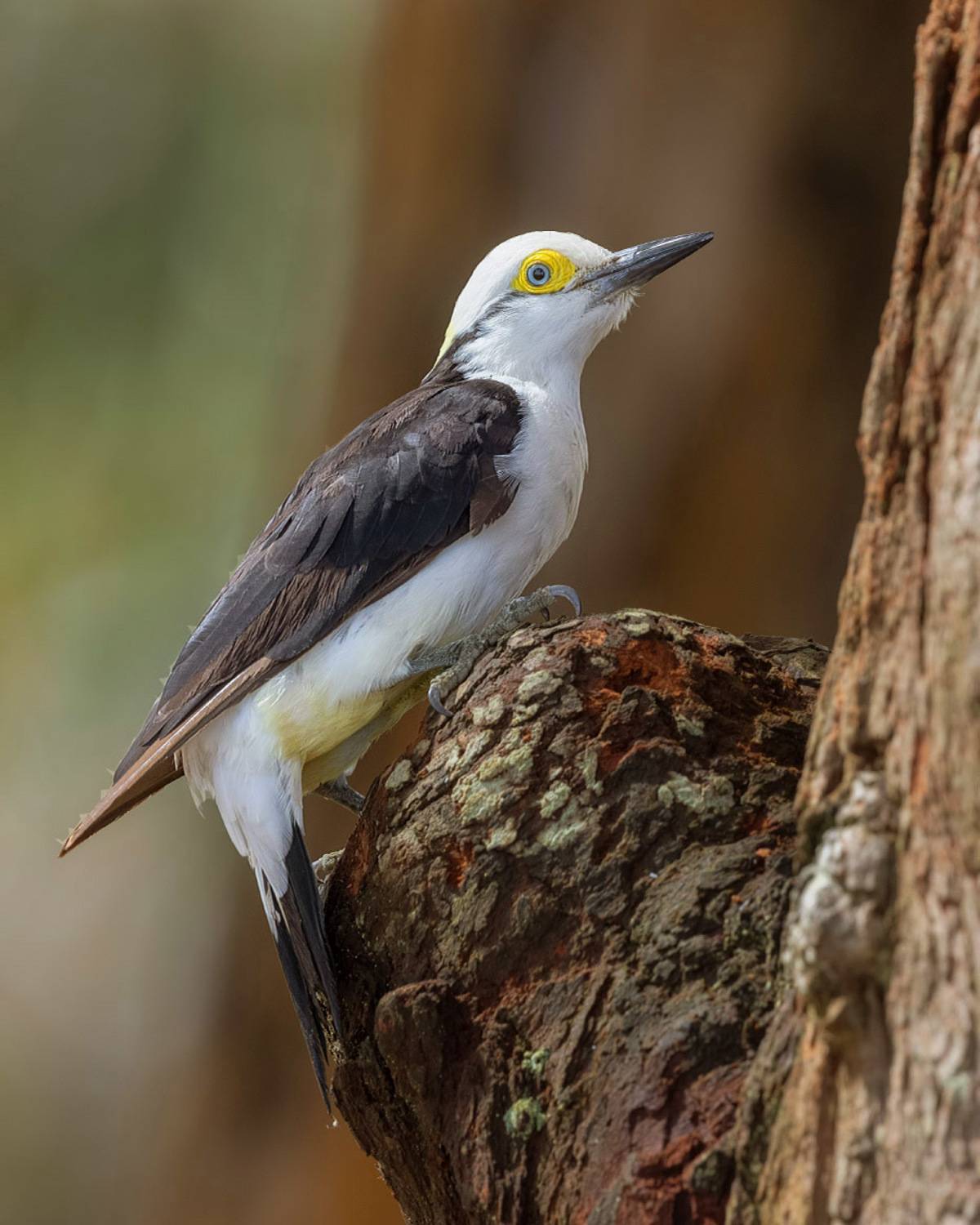 птицы, уругвай, Елена Давыдова