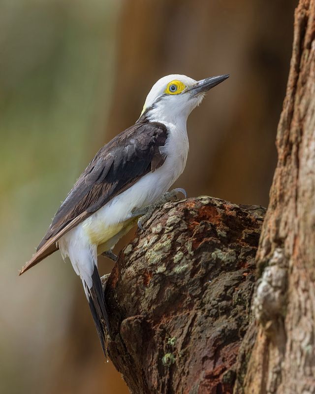 птицы, уругвай *** фото превью