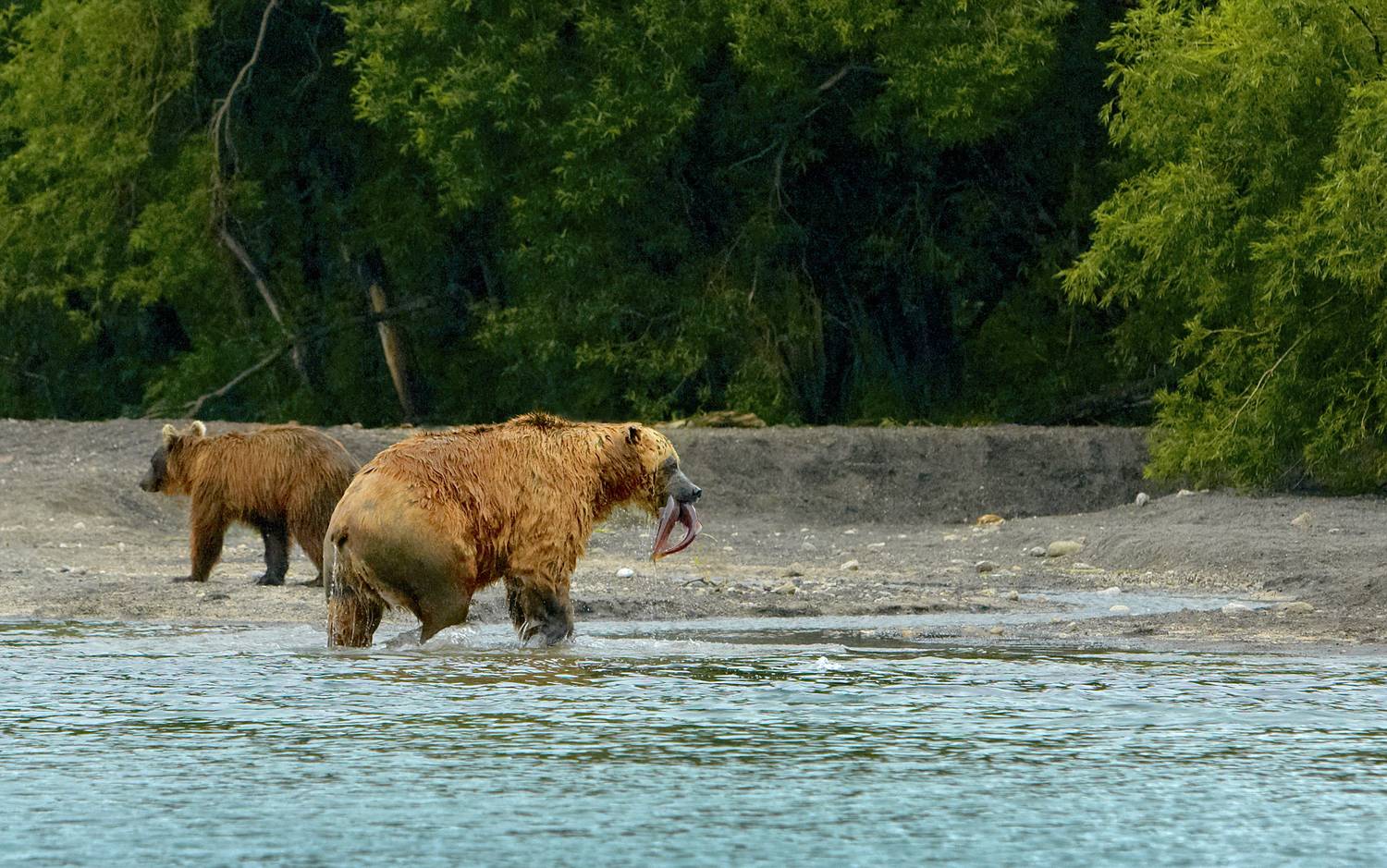 Камчатка, Курильское озеро, медведь, нерка, Kamchatka, Kurilskoe Lake, Bear, Alexey Romanov