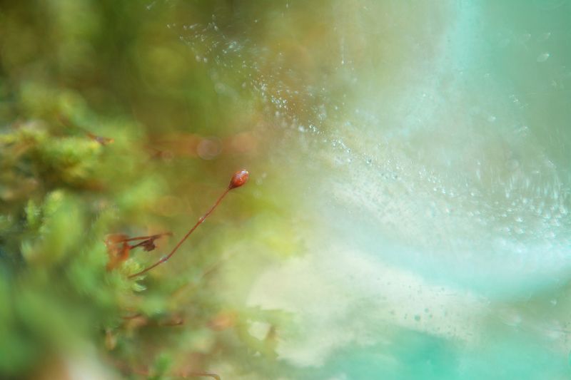 macro, abstrato, natureza, cores,   фото превью