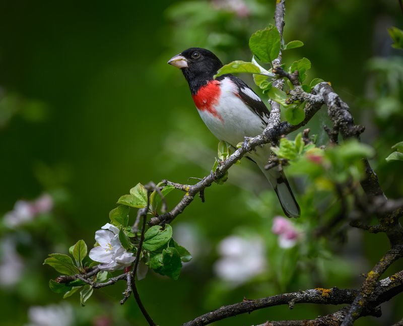 Rose-breasted Grosbeak (m) фото превью
