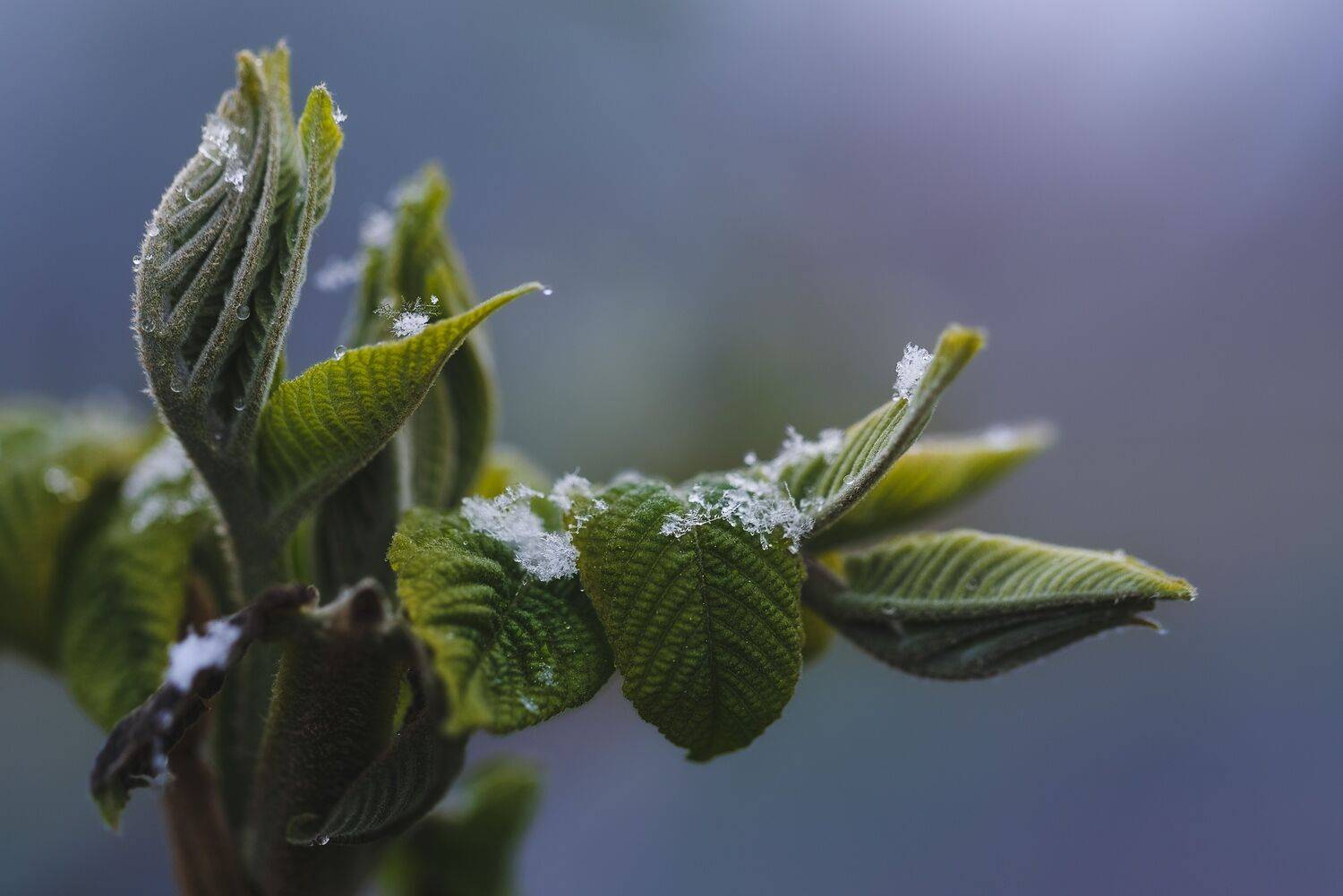 , Зеленько Дмитрий