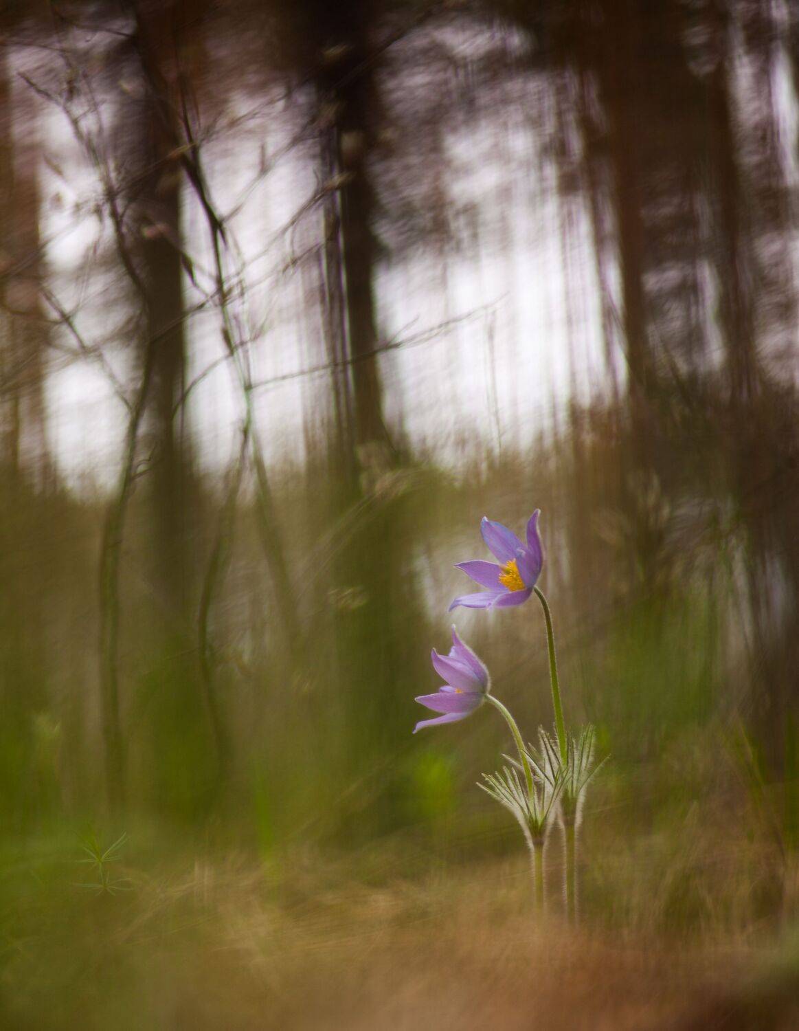 , Викулов Николай