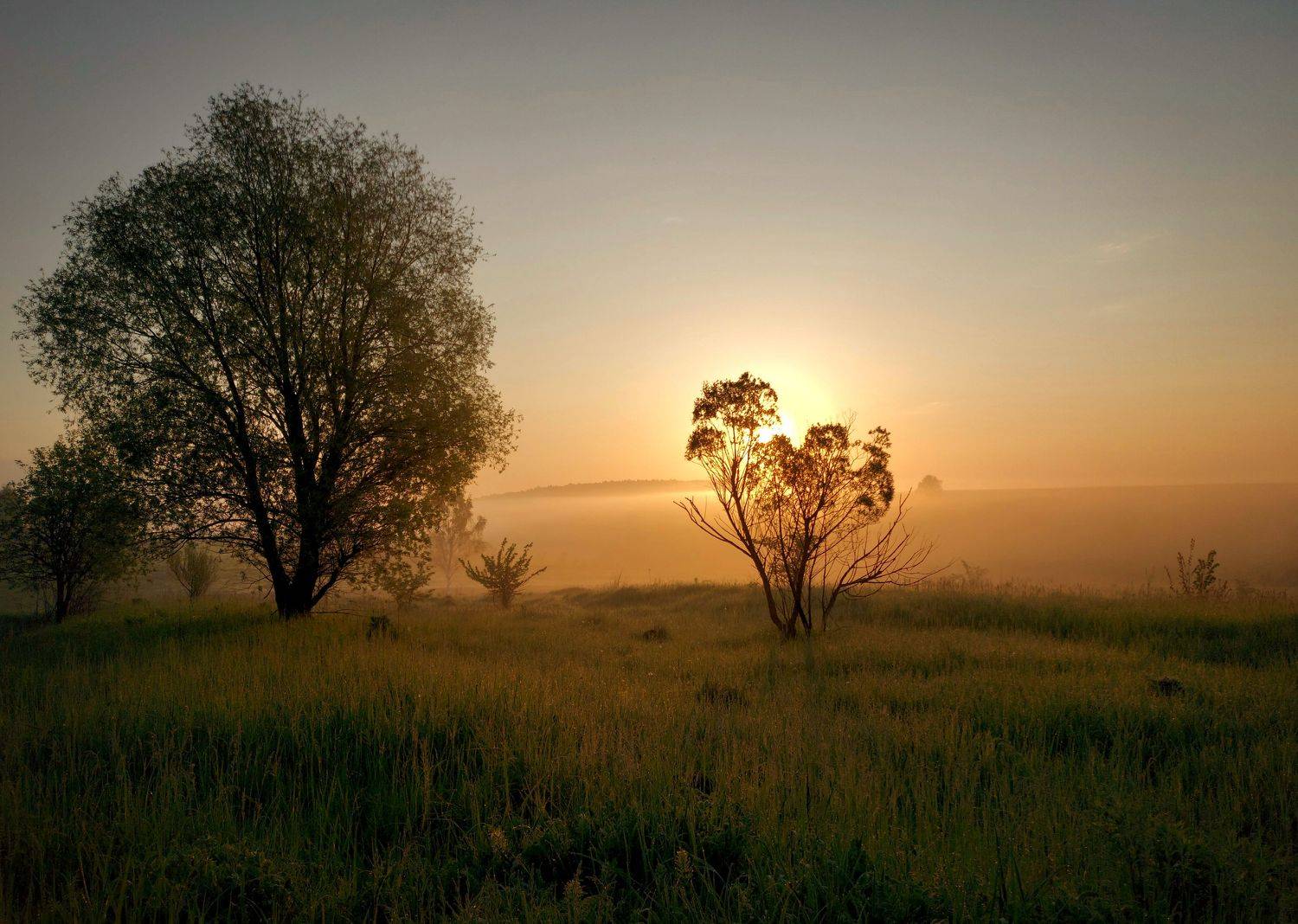 туман, роса, рассвет, утро, весна, солнце, Валерий Савостьянов