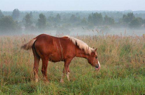 Утром на лугу.