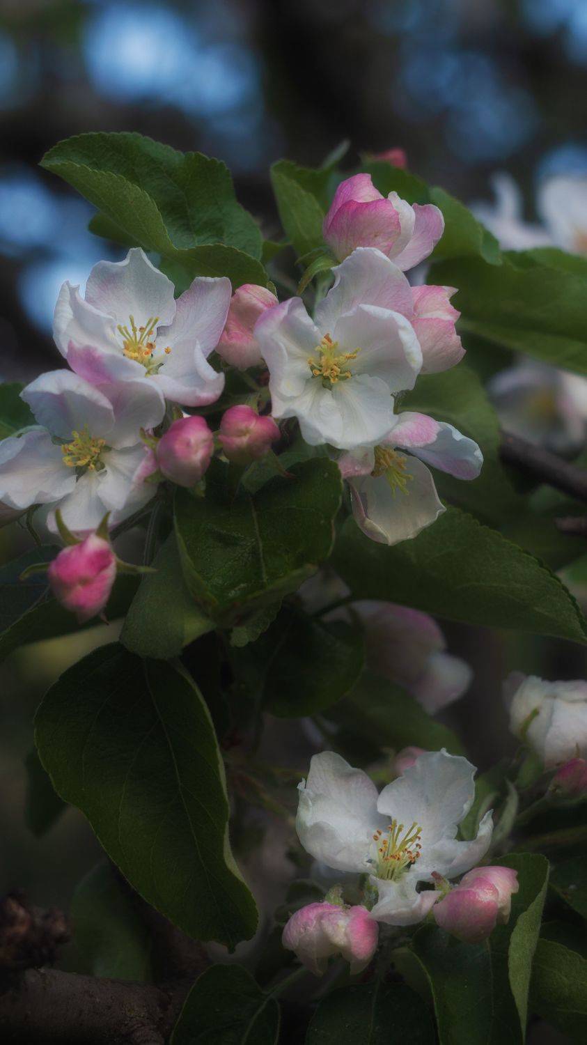 весна, макро, гелиос, природа, яблоня, цветение, macro, spring, blossom, manuallens, nature, Мария Обидина