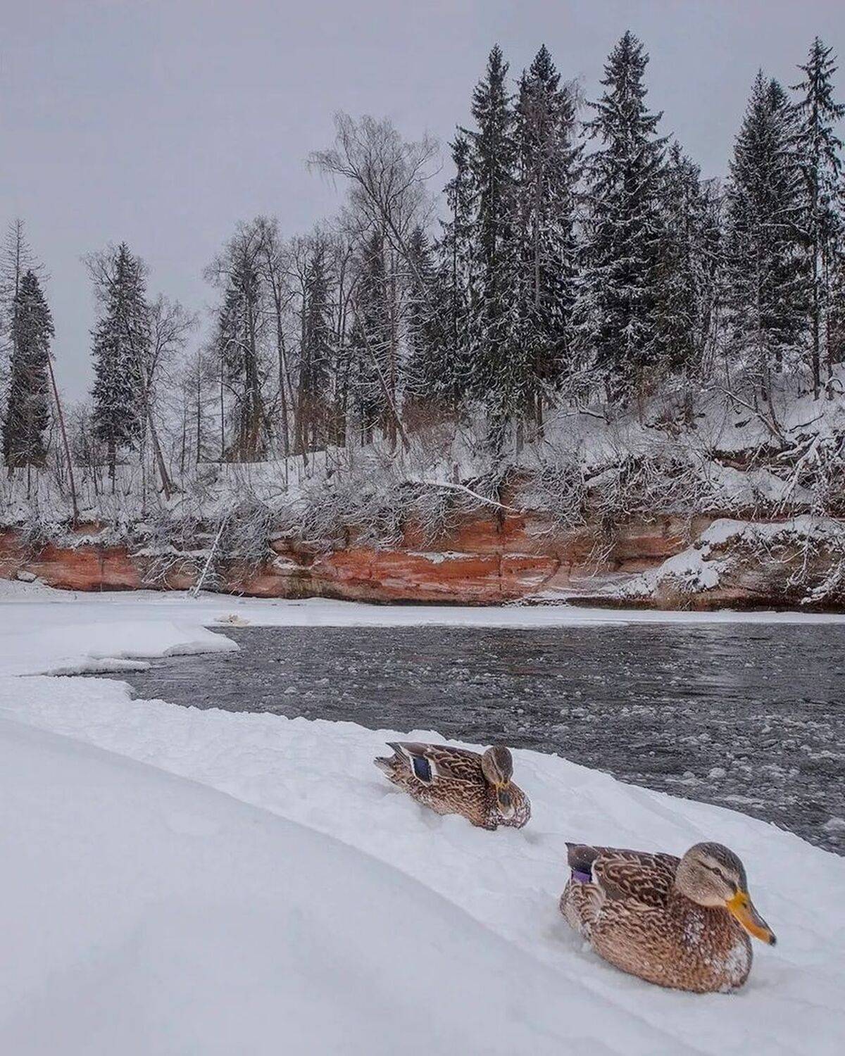 , Петр Косых