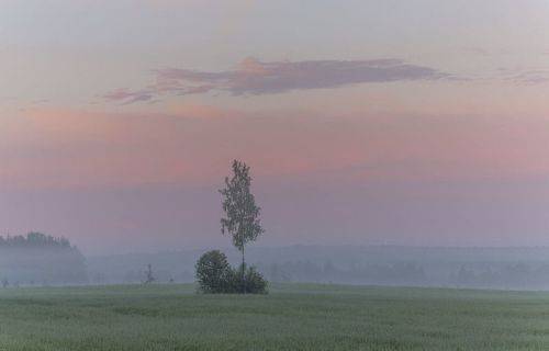 Одинокая березка.