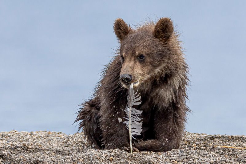 Бурый ученик. фото превью