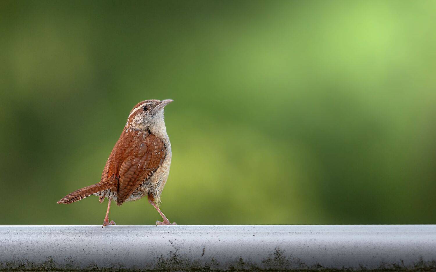 bird, songbird, mockingbird, songbirds, mockingbirds, nature, animals, wild, sparrow,, Atul Saluja
