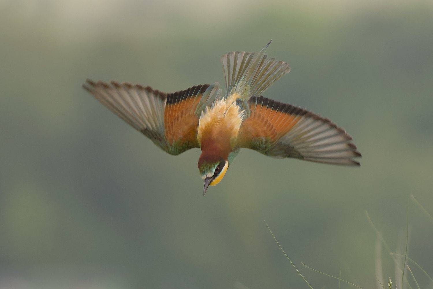 , Евгени Стефанов