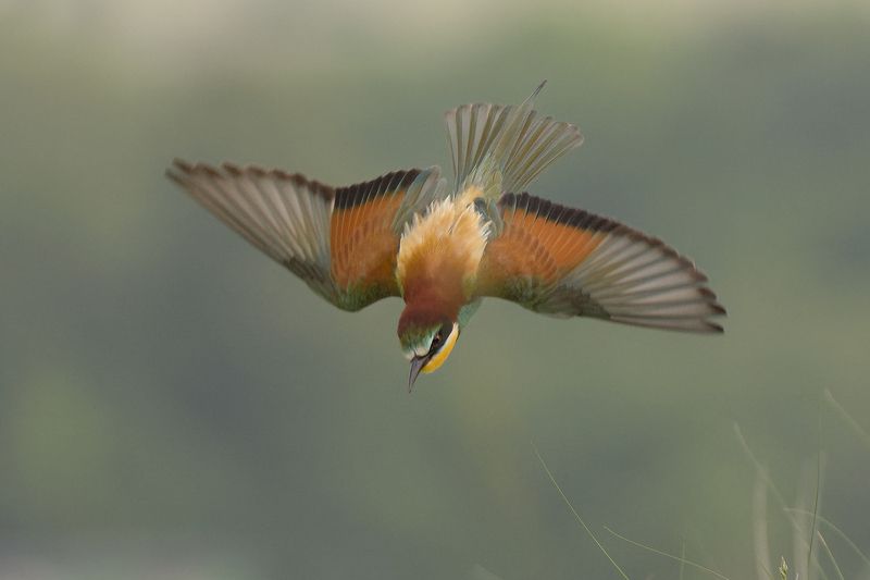 Щурка фото превью