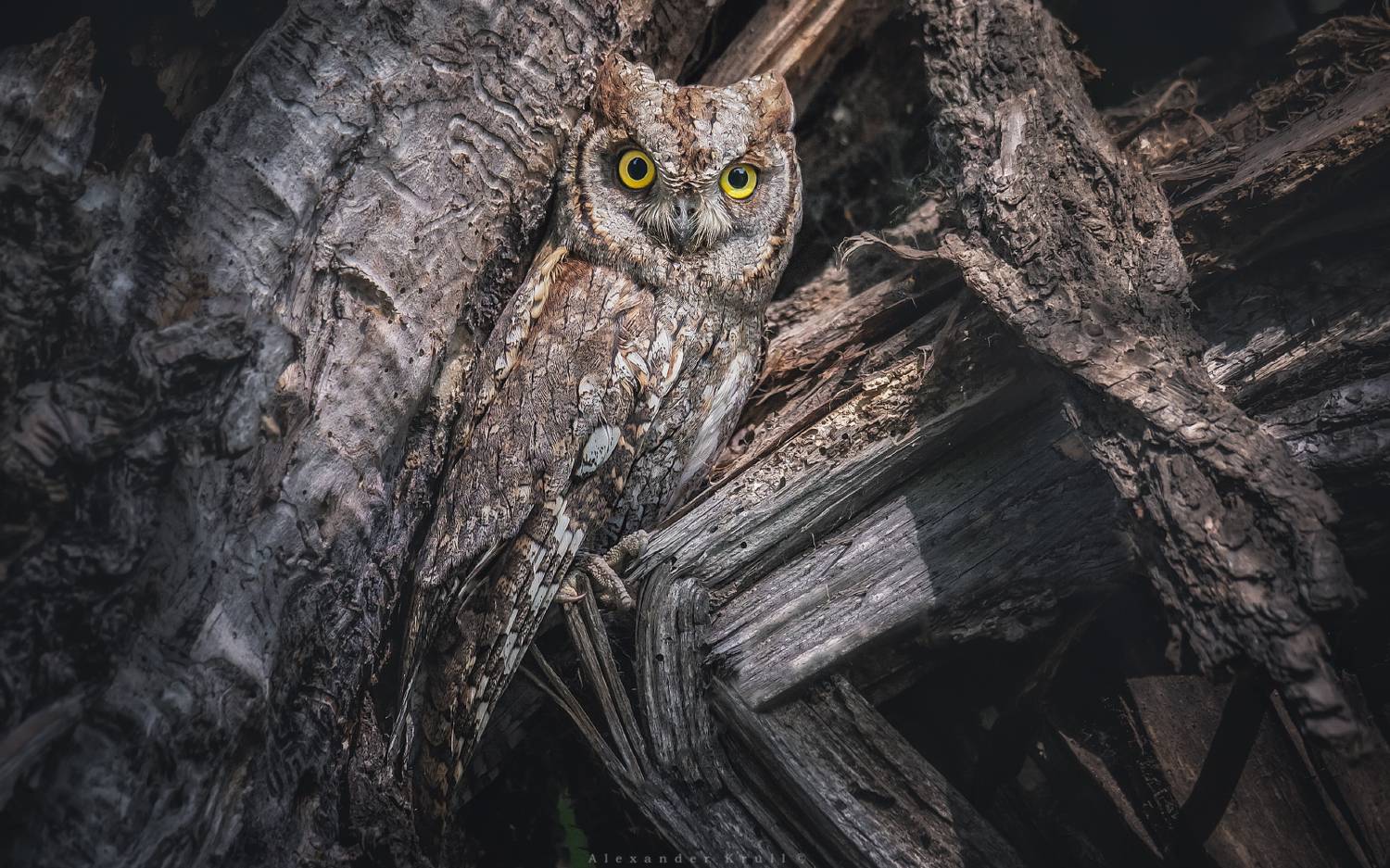 сова, сплюшка, Круль Александр