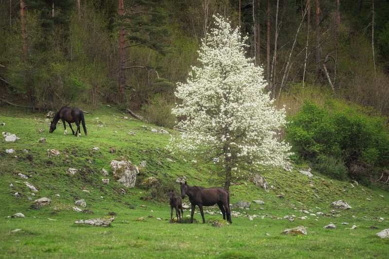 Под райской яблоней фото превью