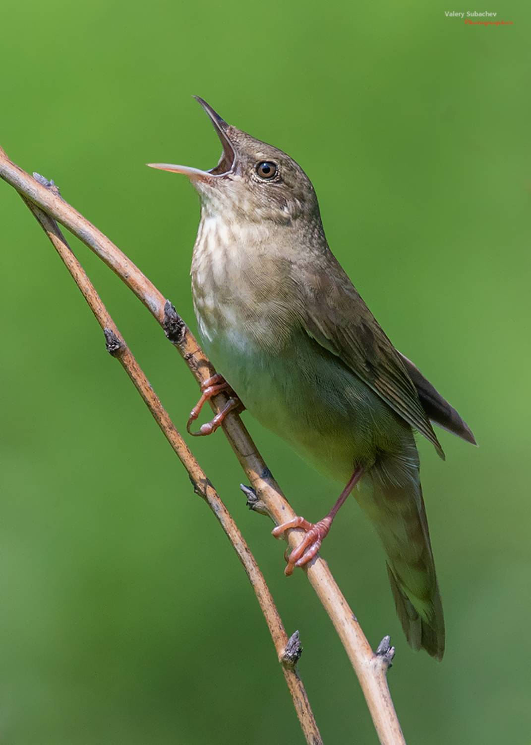 , Валерий Субачев