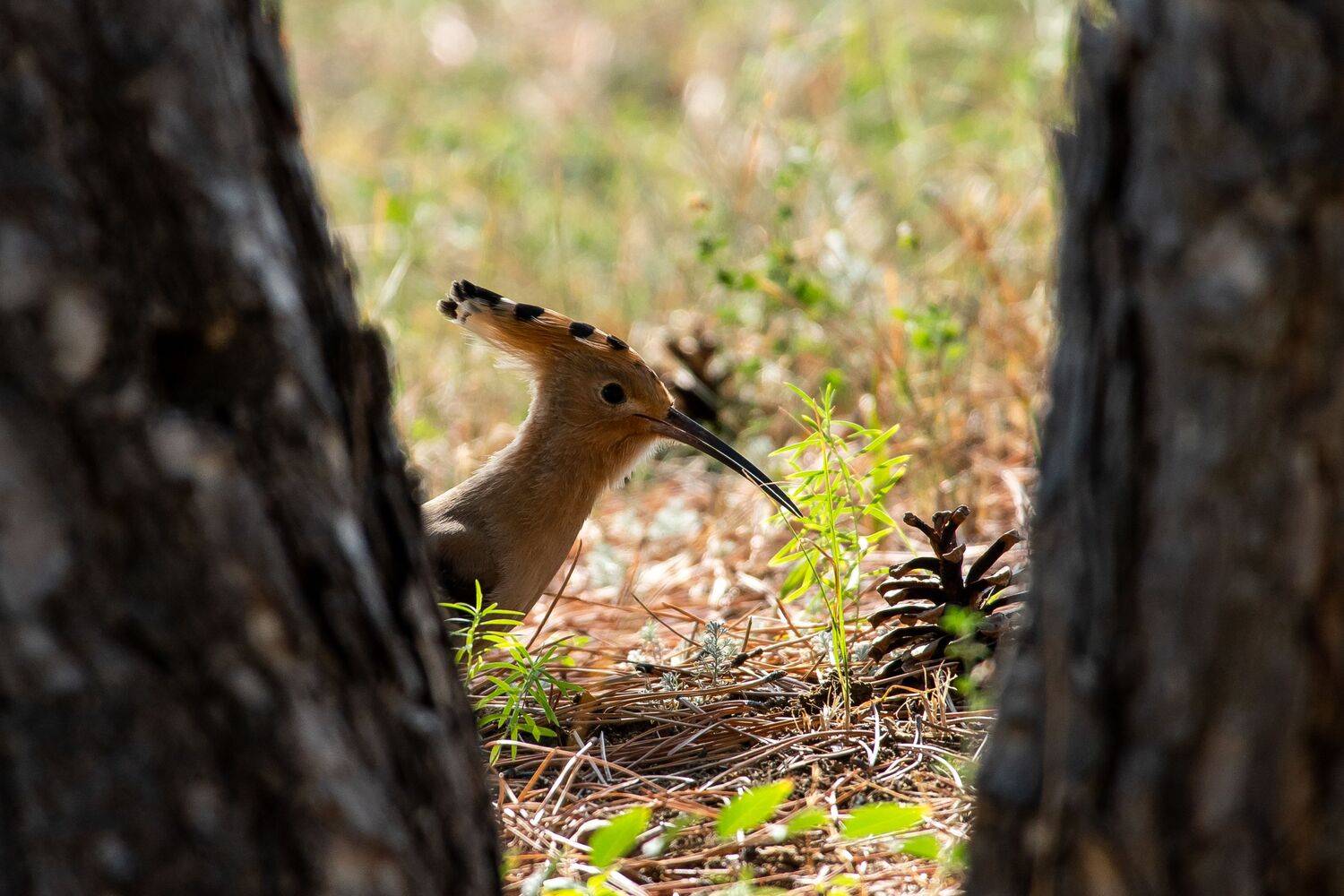 Upupa epops, bird, birds, birdswatching, volgograd, russia, , Сторчилов Павел